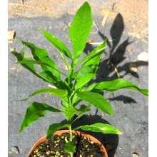Sapindus saponaria - Árbol del Jabón