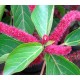 Acalypha hispida - Chenille Plant