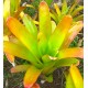 Aechmea blanchetiana - Flowering size