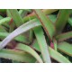 Aloe tauri