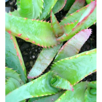 Aloe comosa