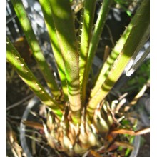 Cycas hainanensis - SPECIMEN - Narrow leaved form