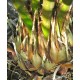 Cycas hainanensis - SPECIMEN - Narrow leaved form