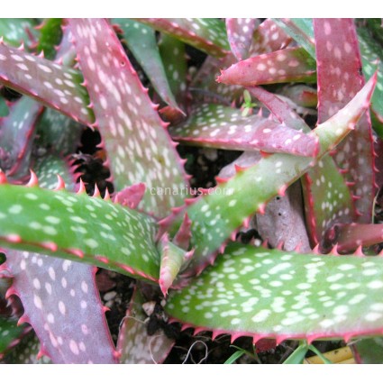 Aloe labworana