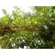 Crescentia cujete - Calabash Tree