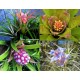 Pack - Small Hardy Bromeliads