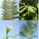 Pack - Palme pinnate subtropicali
