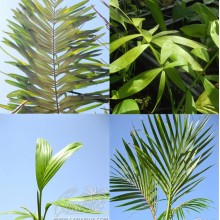 Pack - Subtropical Pinnate palms