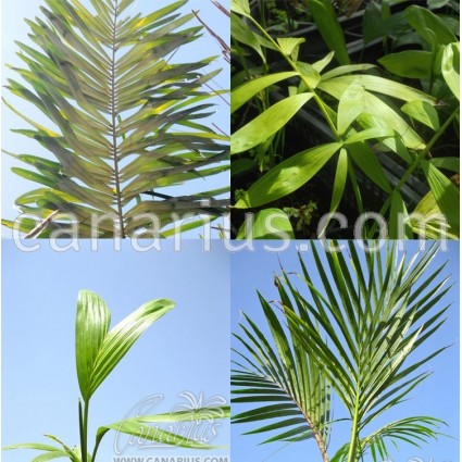 Pack - Subtropical Pinnate palms