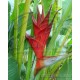 Heliconia caribaea 'Red'