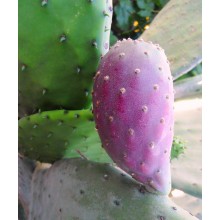 Opuntia ficus-indica cv. Red Spineless