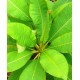 Plumeria rubra - Wild Type