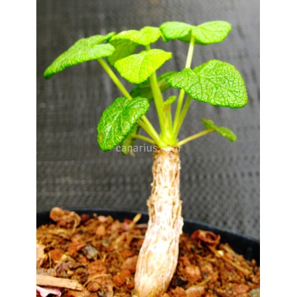 Pelargonium cotyledonis