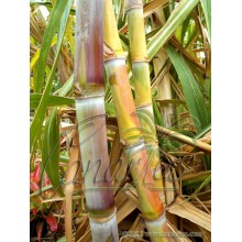 Saccharum officinarum 'Caña Blanca' - Pink-white  Sugarcane