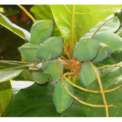 Terminalia catappa - Tropical Almond
