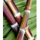 Saccharum officinarum 'Ceniza Bengala' - Striped Sugarcane