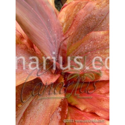 Cordyline fruticosa 'Peter Buck'