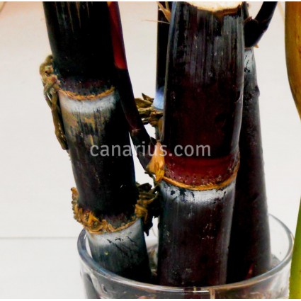 Saccharum officinarum ' Ko honua ula ' - Black Sugar Cane