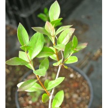 Lawsonia alba - Henna