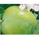 Prunus domestica  'Reine Claude Verte' - Greengage Plum
