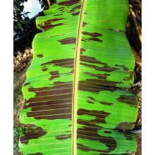 Musa acuminata var. sumatrana - Blood Banana