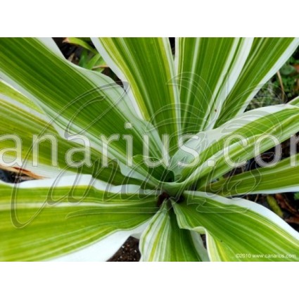 Crinum asiaticum variegatum