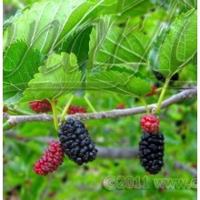 Morus nigra - Black Mulberry, Moral Negro - Small