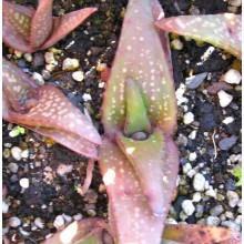 Aloe lavranosii