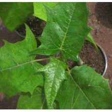 Vasconcellea pubescens - Oak Leaf Papaya