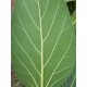 Ficus benghalensis - True Banyan