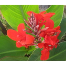 Canna sp. Red