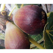 Ficus carica 'Tarajala' - Canary Islands Fig