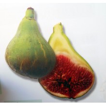 Ficus carica 'Breverilla Blanca' Canarian Fig