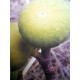 Ficus carica 'Blanca' - Canarian Fig