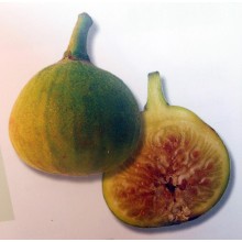 Ficus carica 'Blanca' - Canarian Fig