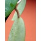 Hoya parasitica 'Red Stem'
