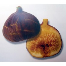 Ficus carica 'Boba' - Canarian Fig