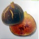 Ficus carica 'Higuera negra' - Canarian Fig
