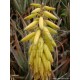 Aloe vera - 1 kg Large Plant