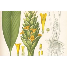 Curcuma longa - Turmeric