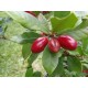 Synsepalum dulcificum - Miracle Fruit