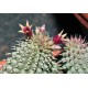 Echidnopsis urceolata x planiflora hybrid