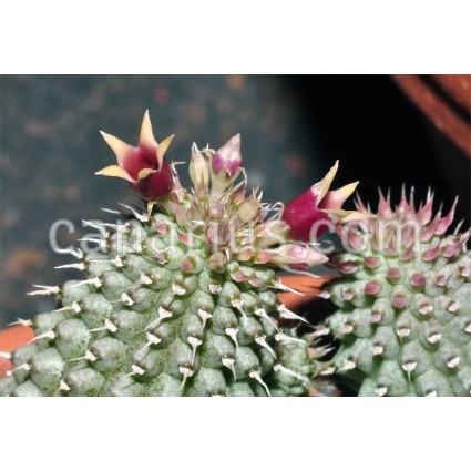 Echidnopsis urceolata x planiflora hybrid