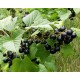 Ribes nigrum 'Titania'- Blackcurrant