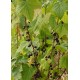 Ribes nigrum 'Titania'- Blackcurrant