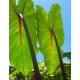 Colocasia esculenta 'Ula'ula Kumu'