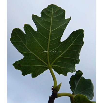 Ficus carica 'Madeleine des deux seasons' - Hardy Fig