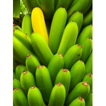 Musa cv. Cavendish Grand Naine - Banana Tree