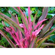 Cordyline fruticosa 'Pink Feather'