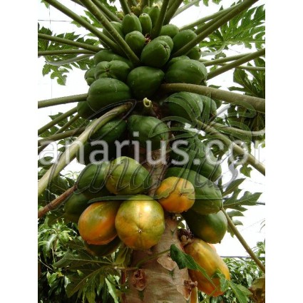 Carica papaya cv. Bh65